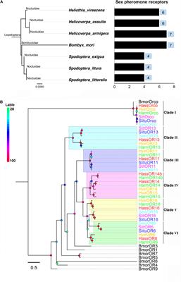 Proceeding From in vivo Functions of Pheromone Receptors: Peripheral-Coding Perception of Pheromones From Three Closely Related Species, Helicoverpa armigera, H. assulta, and Heliothis virescens